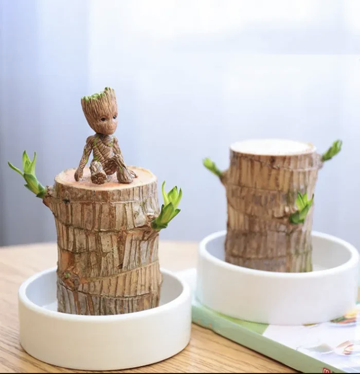 Brazilian Lucky Wood Plant | ⭐️⭐️⭐️⭐️ 4.9/5 Reviews | 🔥 BUY 1 GET 1 FREE