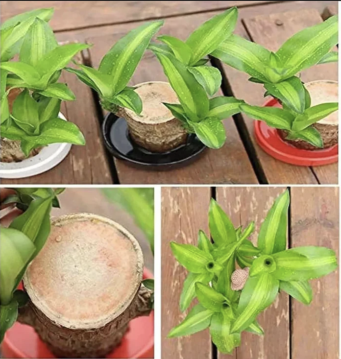 Brazilian Lucky Wood Plant | ⭐️⭐️⭐️⭐️ 4.9/5 Reviews | 🔥 BUY 1 GET 1 FREE