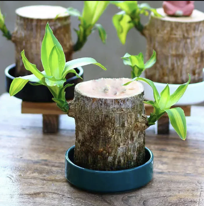 Brazilian Lucky Wood Plant | ⭐️⭐️⭐️⭐️ 4.9/5 Reviews | 🔥 BUY 1 GET 1 FREE