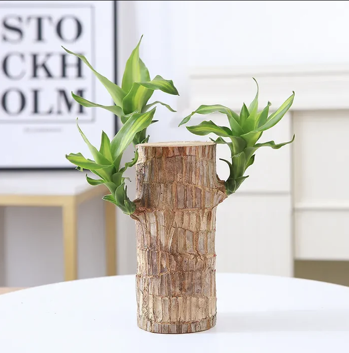 Brazilian Lucky Wood Plant | ⭐️⭐️⭐️⭐️ 4.9/5 Reviews | 🔥 BUY 1 GET 1 FREE