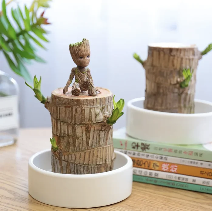 Brazilian Lucky Wood Plant | ⭐️⭐️⭐️⭐️ 4.9/5 Reviews | 🔥 BUY 1 GET 1 FREE