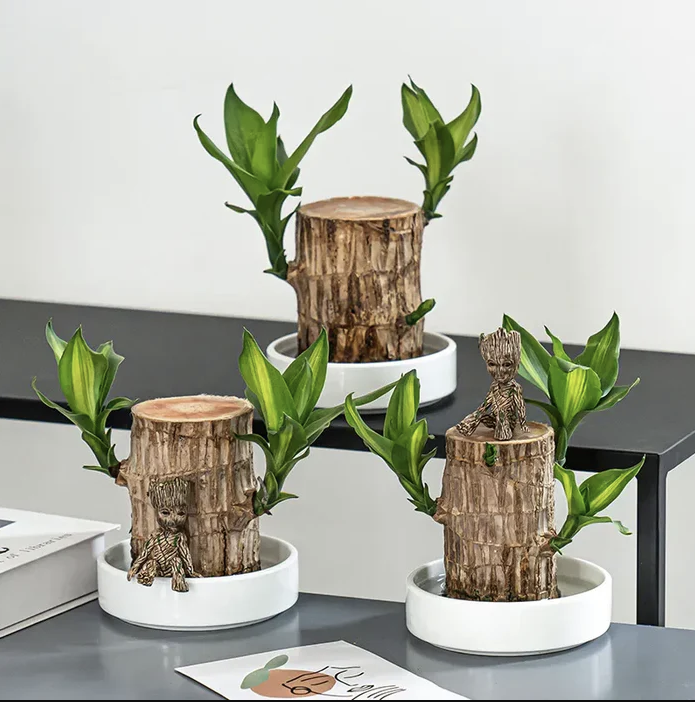 Brazilian Lucky Wood Plant | ⭐️⭐️⭐️⭐️ 4.9/5 Reviews | 🔥 BUY 1 GET 1 FREE