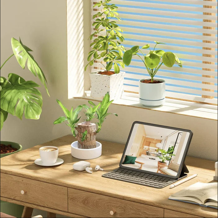 Brazilian Lucky Wood Plant | ⭐️⭐️⭐️⭐️ 4.9/5 Reviews | 🔥 BUY 1 GET 1 FREE