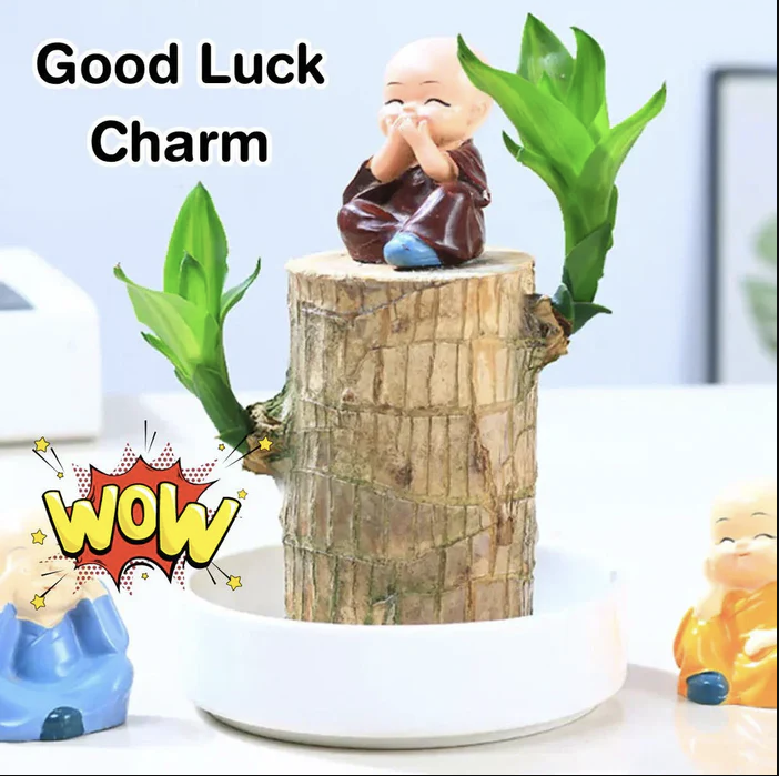 Brazilian Lucky Wood Plant | ⭐️⭐️⭐️⭐️ 4.9/5 Reviews | 🔥 BUY 1 GET 1 FREE