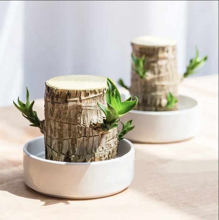 Brazilian Lucky Wood Plant | ⭐️⭐️⭐️⭐️ 4.9/5 Reviews | 🔥 BUY 1 GET 1 FREE