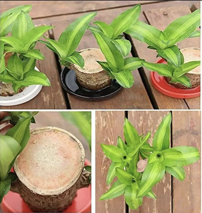 Brazilian Lucky Wood Plant | ⭐️⭐️⭐️⭐️ 4.9/5 Reviews | 🔥 BUY 1 GET 1 FREE