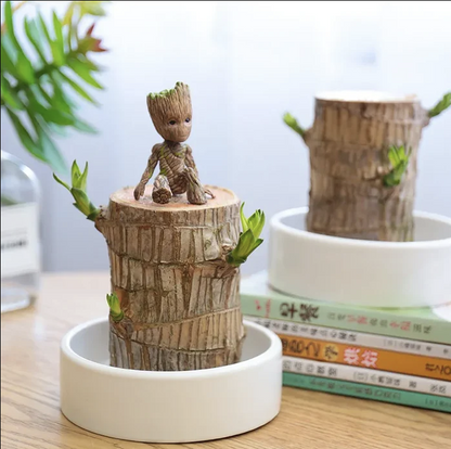 Brazilian Lucky Wood Plant | ⭐️⭐️⭐️⭐️ 4.9/5 Reviews | 🔥 BUY 1 GET 1 FREE