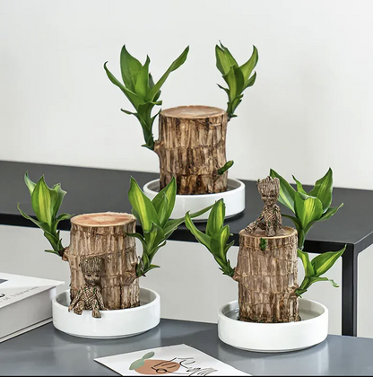 Brazilian Lucky Wood Plant | ⭐️⭐️⭐️⭐️ 4.9/5 Reviews | 🔥 BUY 1 GET 1 FREE