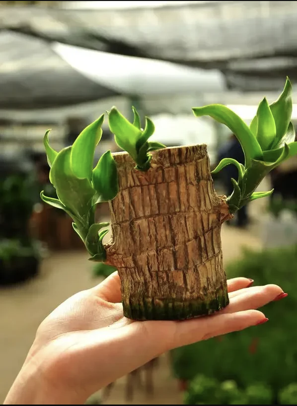 Brazilian Lucky Wood Plant | ⭐️⭐️⭐️⭐️ 4.9/5 Reviews | 🔥 BUY 1 GET 1 FREE
