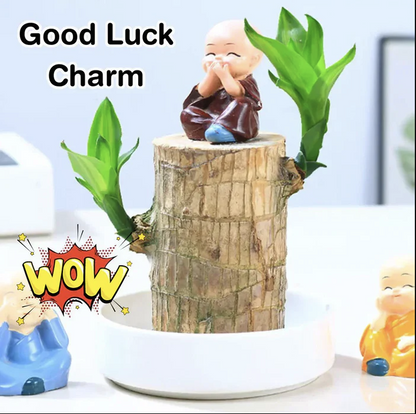 Brazilian Lucky Wood Plant | ⭐️⭐️⭐️⭐️ 4.9/5 Reviews | 🔥 BUY 1 GET 1 FREE