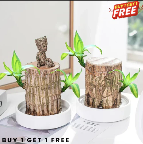 Brazilian Lucky Wood Plant | ⭐️⭐️⭐️⭐️ 4.9/5 Reviews | 🔥 BUY 1 GET 1 FREE